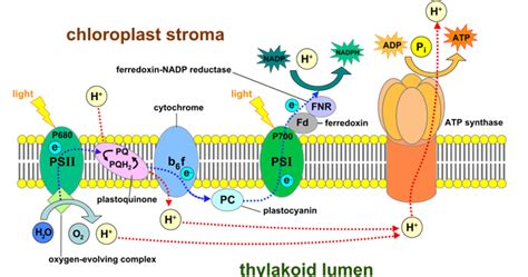 Quiz on Light Dependent Reaction of Photosynthesis | Biology Multiple Choice Quizzes