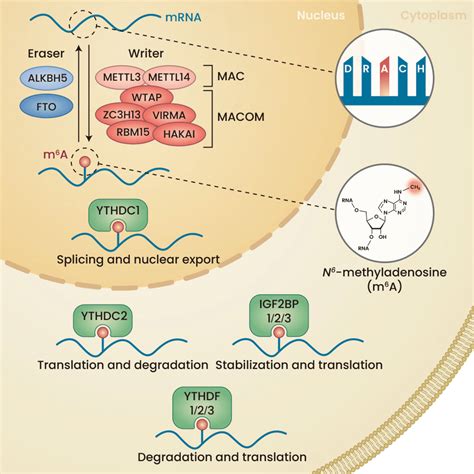 Key Players Of The M A Rna Modification Process The Deposition Of M