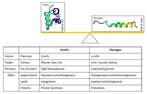 Pdb 101 Global Health Diabetes Mellitus About Causes Of Diabetes