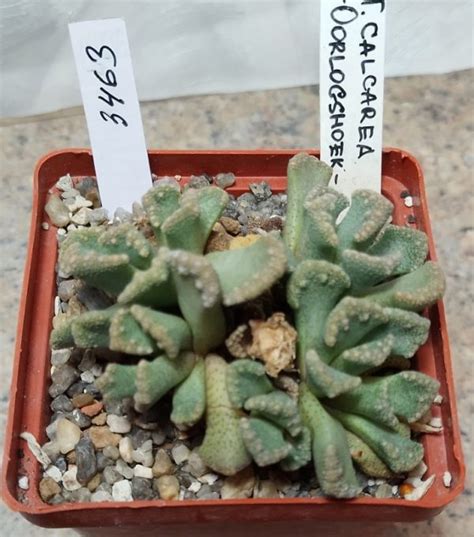 Titanopsis Calcarea Oorlogshoek Cactus Shop