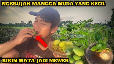 RUJAK MANGGA MUDA CUMA BUMBU SEADANYA BIKIN LIDA NGOWOSSANGAT EKSTRIM