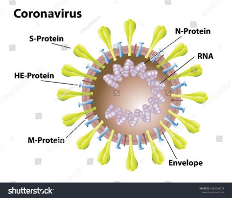 Coronavirus Morphology Covid19 Virus Structures Labels Stock Vector