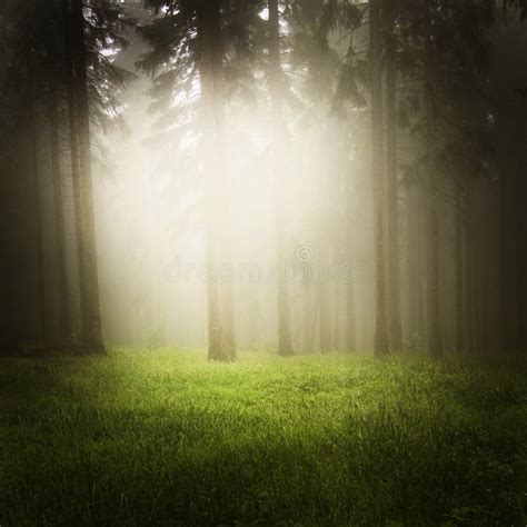 Dreamy Forest Stock Image Image Of Outdoor Lush Dark 85056685