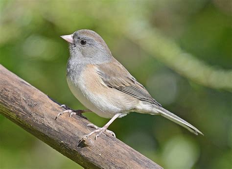 48 Birds Of Oklahoma - The Worlds Rarest Birds