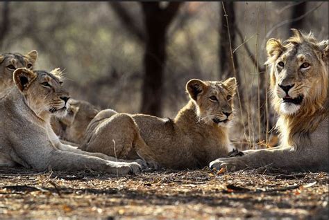 Asiatic Lion Pride Spotted On Coastal Highway India S Endangered