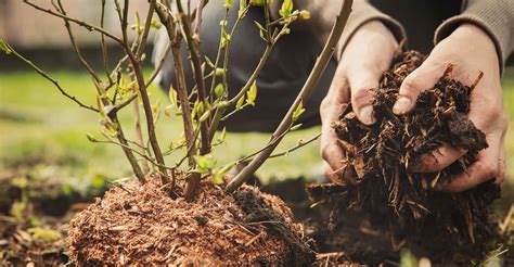 The Ultimate Guide To Mulching And Why Your Garden Loves It