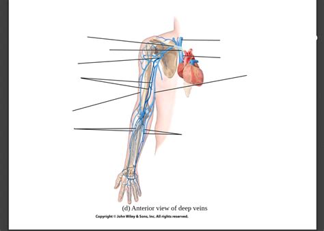 Veins Arm Diagram Quizlet