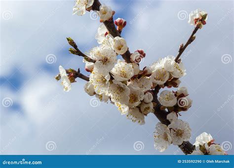 Bloom Flower Apricot Tree Apricot Tree Flowers With Soft Focus Spring