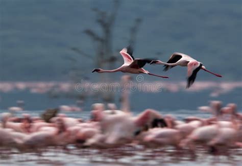 Flamingos In Flight Flying Flamingos Over The Water Of Natron Lake