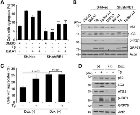 Inhibition Of Autophagy Flux By Er Stress Regulates Mthtt Aggregation