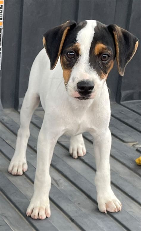 Sherry Male 3 Tri Smooth Male Jack Russell Terrier Puppy For Sale