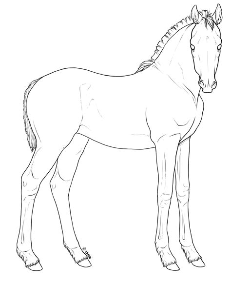 Foal Lineart By Wakimi On Deviantart