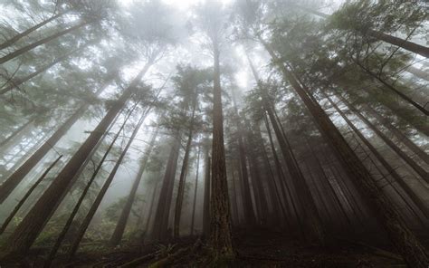 X Conifer Mysteriou Dense Wide Angle Mood Soft Tall Tree