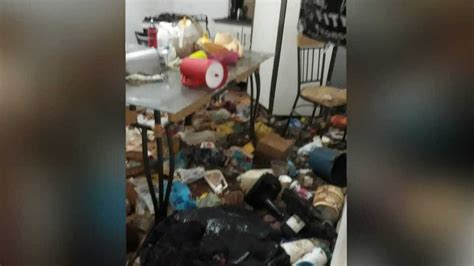 Polícia resgata mais de 20 gatos que viviam em casa repleta de sujeira