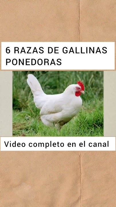 6 Razas De Las Mejores Gallinas Ponedoras Youtube