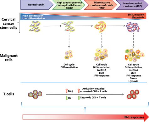 Identification Of Cervical Cancer Stem Cells Using Single Cell