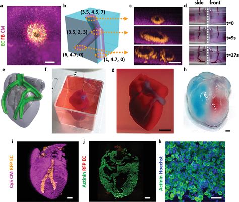 3d Printed Heart Marks A Breakthrough In Bioprinting 3d Printing