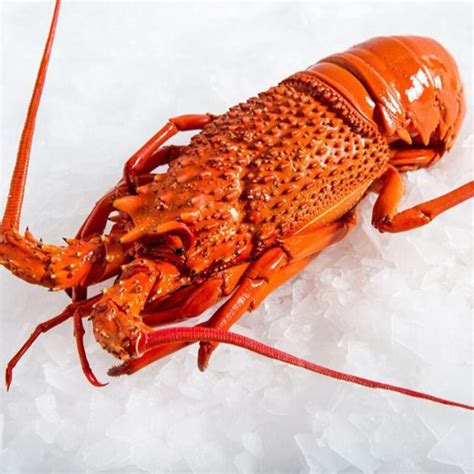 King Island Southern Rock Lobster Crayfish Avg 800gm Australian