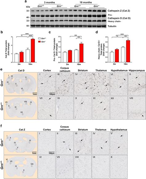 The lysosomal proteins, cathepsin D (Cat D) and Cathepsin Z (Cat Z),... | Download Scientific ...