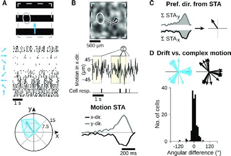 Direction Selective Ganglion Cells Retain Their Directional Preference