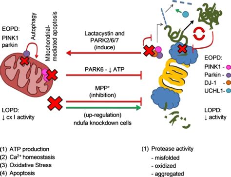 Mitochondrial And Proteasomal Cross Talk In Pd Pathogenesis The Four