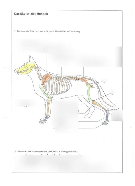 Das Skelett Des Hundes Diagram Quizlet