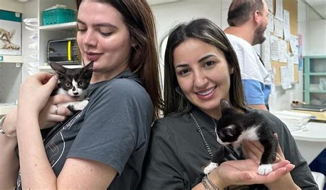 Diversão e Solidariedade no Arraial da Adote Um Gatinho em SP