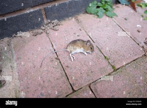 Dead Mice Hi Res Stock Photography And Images Alamy