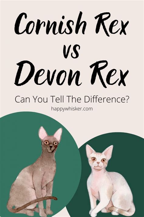 Cornish Rex Vs Devon Rex: Can You Tell The Difference?