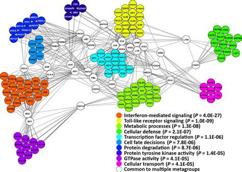 Functional Gene Network Analysis Of Genes Upregulated In Neutrophils