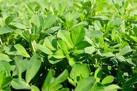 How To Plant And Grow Alfalfa Outdoors Gardeners Path