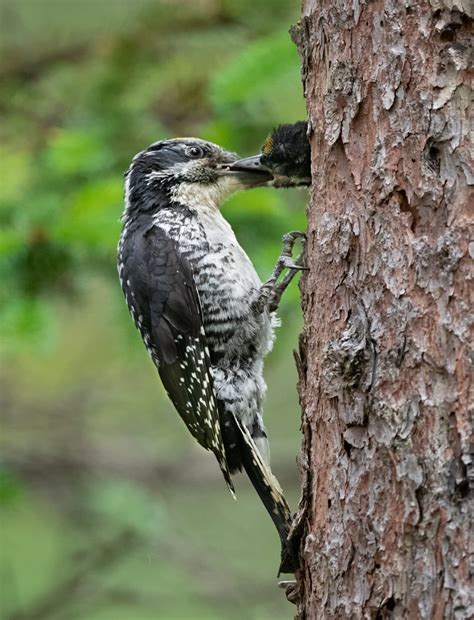 American Three Toed Woodpecker Owen Deutsch Photography