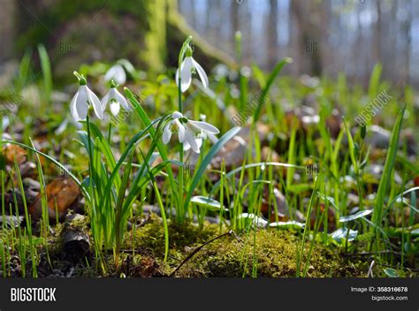 First Snowdrops Forest Image & Photo (Free Trial) | Bigstock