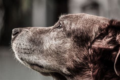 Demência em cães quais suas causas e formas de prevenção convite à