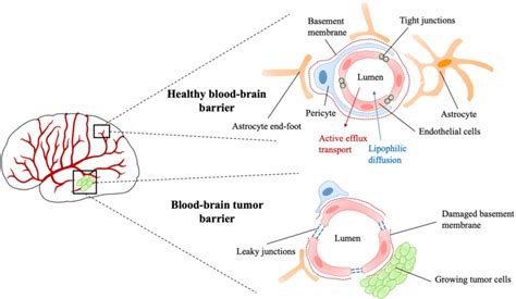 Schematic Representation Of The Healthy Blood Brain Barrier Bbb And