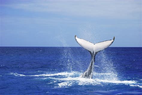 1280x800 Resolution Whale Tail Humpback Platypus HD Wallpaper