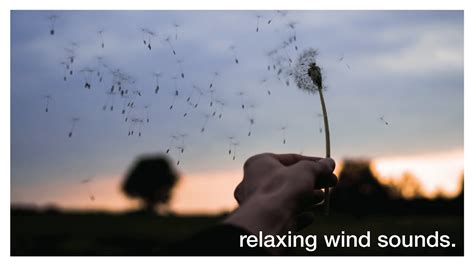 Hours Relaxing Wind Sounds For Sleeping Studying Or Stress Relief