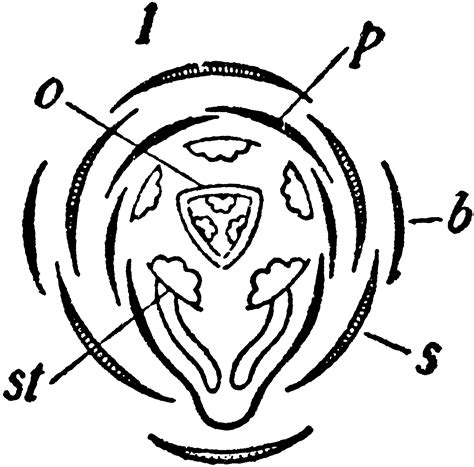 Viola Diagram | ClipArt ETC