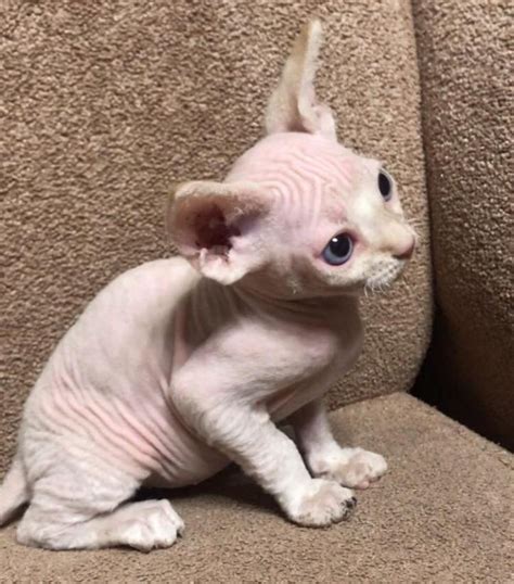 Kanadische Sphynx Katzen Erziehung