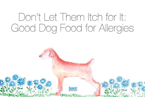 How to Choose the Best Hypoallergenic Dog Food for Allergies | Darwin's Natural Pet Products ...