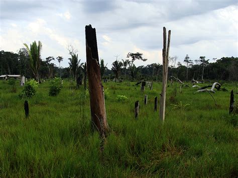 Alles außer Abholzung Unterschätzte Gefahren für den Regenwald VBIO