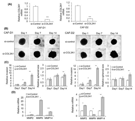 Effect Of Collagen Knockdown CAF D On FaDu Spheroid Invasion A CAF D