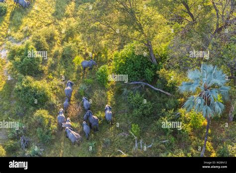 Aerial View Of Elephants Okavango Delta Botswana Africa Stock Photo