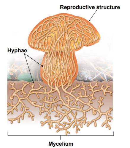 Biology Chapter The Evolution Of Plants Flashcards Quizlet