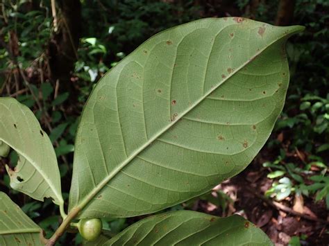 Ficus Moraceae Image 213772 At PhytoImages Siu Edu