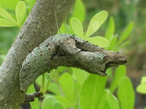 Papilio Cresphontes Chrysalis On Zanthoxylum Fagara Giant Swallowtail