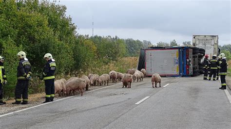 Felborult egy sertéseket szállító kamion pótkocsija Szentesnél képek