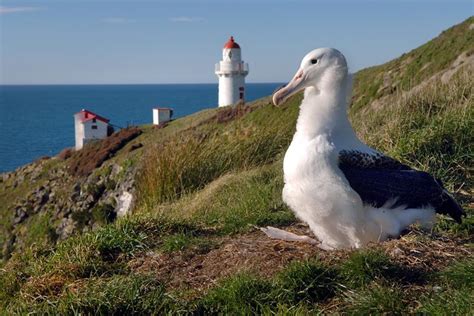 Dunedin City and Albatross Tour 2024 - Dunedin & The Otago Peninsula