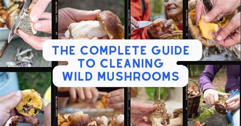 The Complete Guide to Cleaning Wild Mushrooms - Mushroom Appreciation