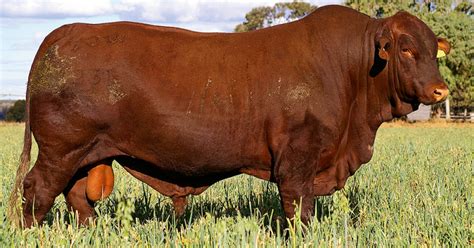 Brisbane Valley Santa Gertrudis Bull Sale On September Somerset